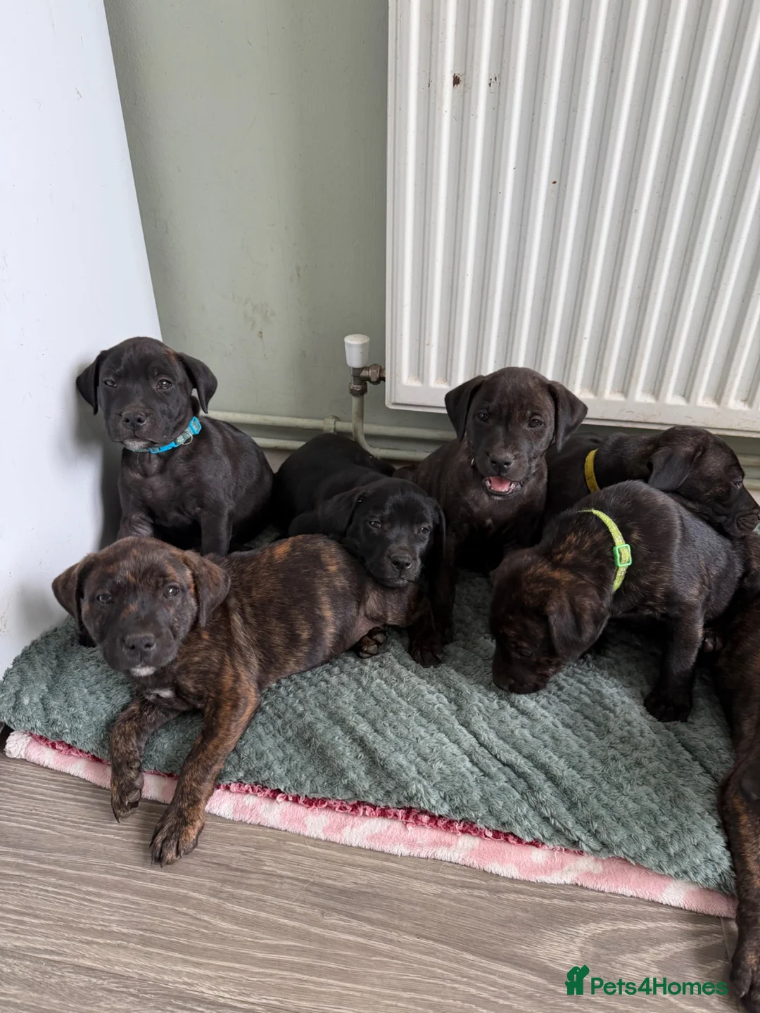 Staffordshire Bull Terrier dogs for sale: SOLD.  - Advert 1