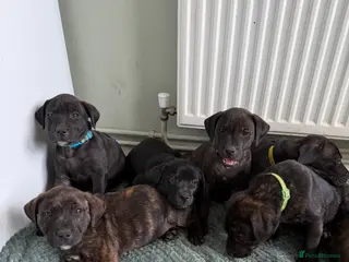 Staffordshire Bull Terrier dogs 9 Staff puppies *1 BOY 1 GIRL LEFT* - Advert 5