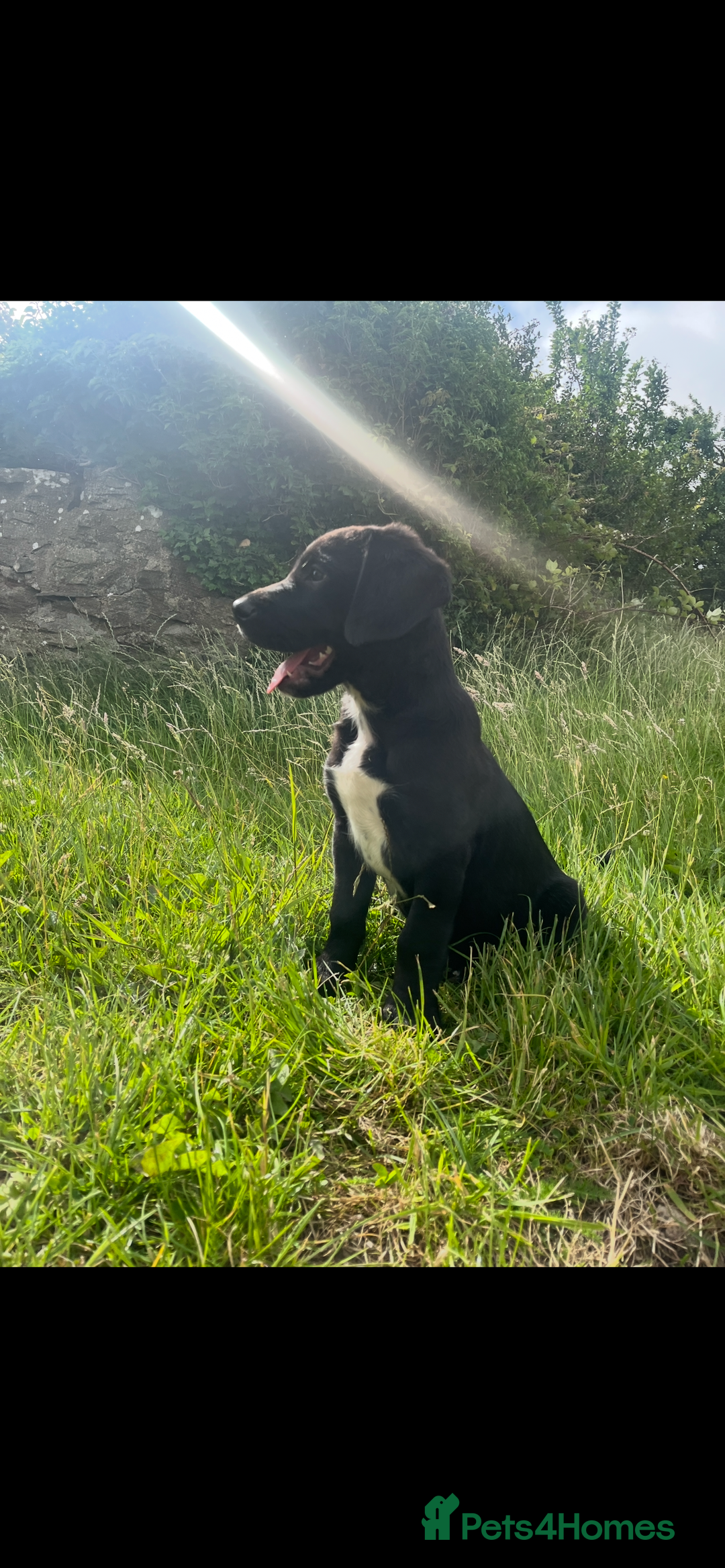 Mixed Breed dogs for sale: huntaway x springer spaniel pup - Image 2