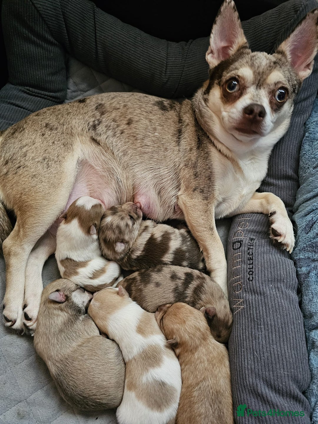 Pomchi dogs for sale: Stunning Pomchi’s - Advert 12