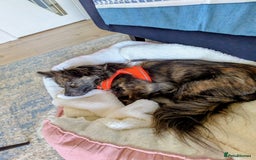 Mixed Breed dogs for adoption: 💖🐶 TWIGGY – A Happy Little Spirit🐶💖 - Image 5
