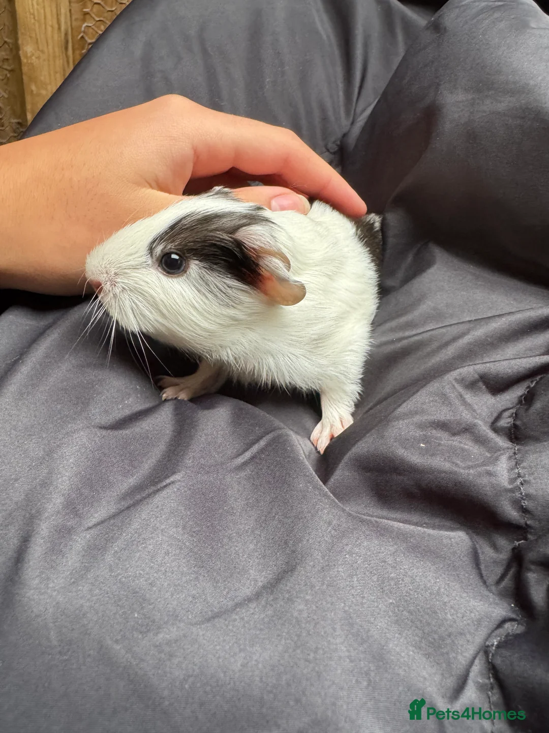 Guinea Pig rodents for sale: 6 beautiful friendly guinea pigs - Advert 2