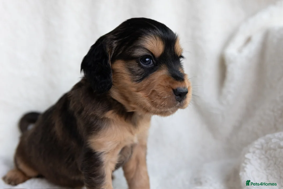 Mixed Breed dogs for sale: Mini Golden retriever ( Dakota sport retriever) - Advert 20