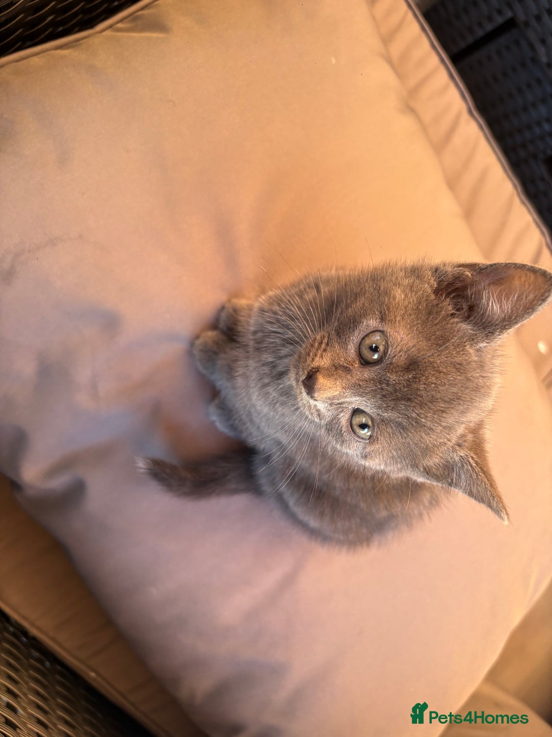 British Shorthair cats for sale: British Blue Cross.  - Image 7