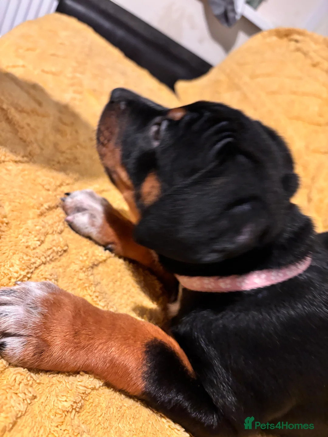 Mixed Breed dogs for sale: Rottweiler cross mixed breed - Advert 20