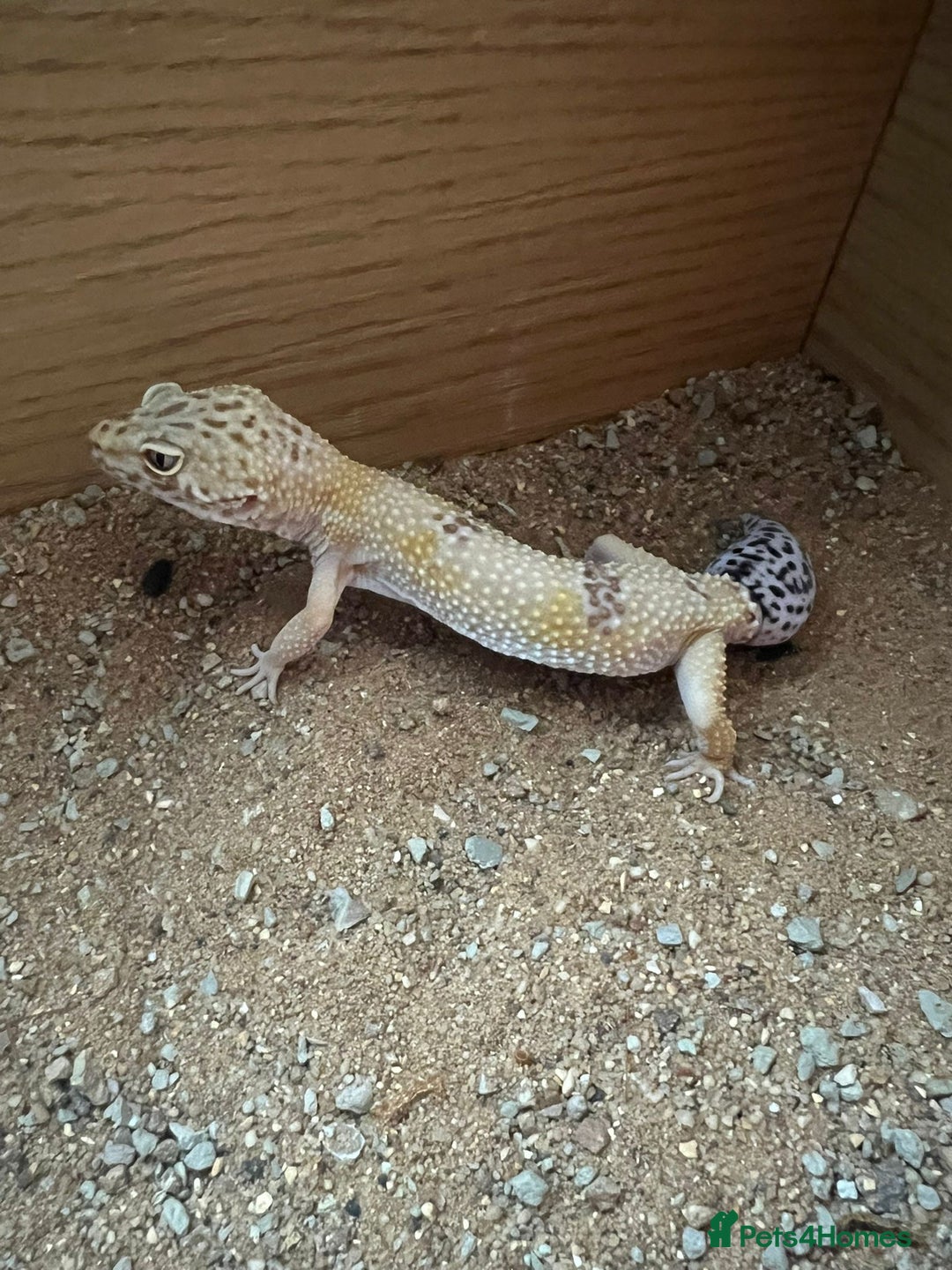 Leopard Gecko reptiles for sale: Friendly leopard gecko - Advert 5