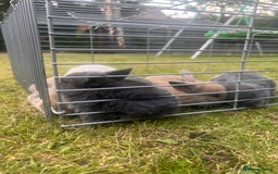 Mini Lion Lop rabbits for sale: Mini lop - Image 37
