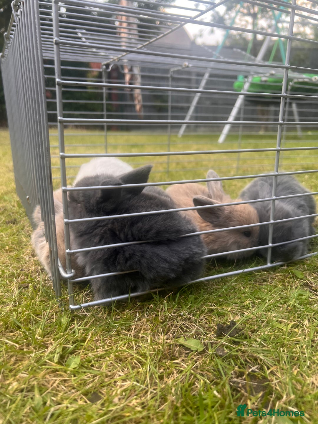 Mini Lion Lop rabbits for sale: Mini lop - Image 37