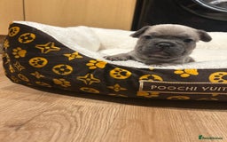 French Bulldog dogs for sale: 5⭐️ french bulldog pups 🐾 - Image 16