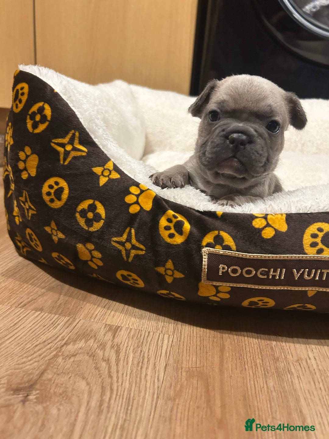 French Bulldog dogs for sale: 5⭐️ french bulldog pups 🐾 - Image 16