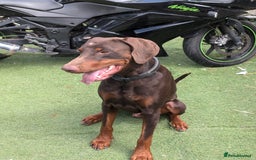 Dobermann dogs for sale: Doberman male available  - Image 2
