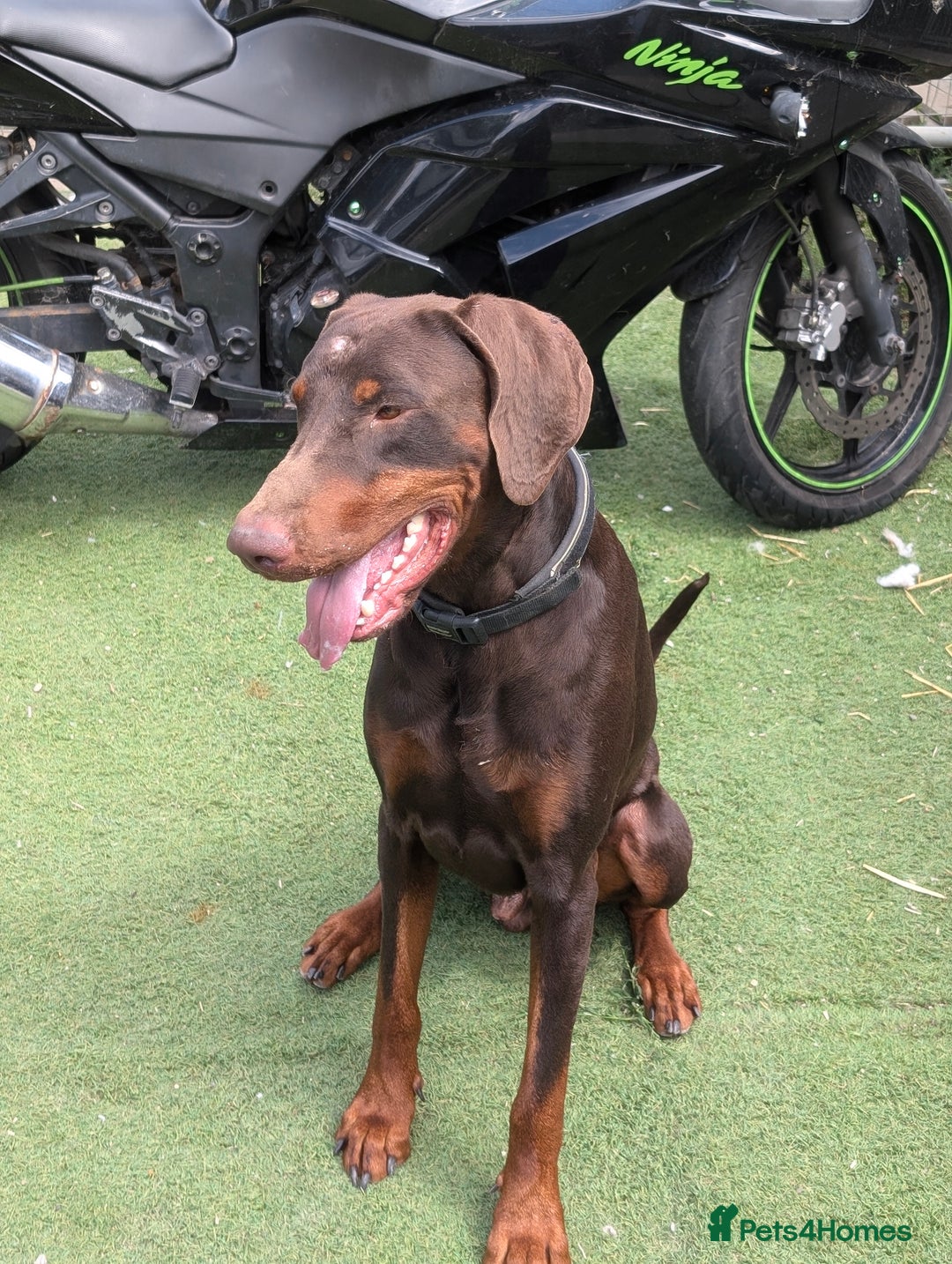 Dobermann dogs for sale: Doberman male available  - Image 2