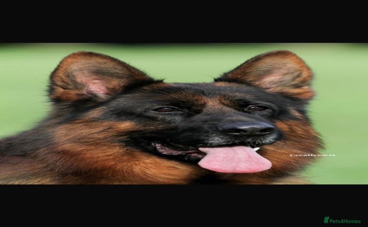 German Shepherd dogs - Advert 1