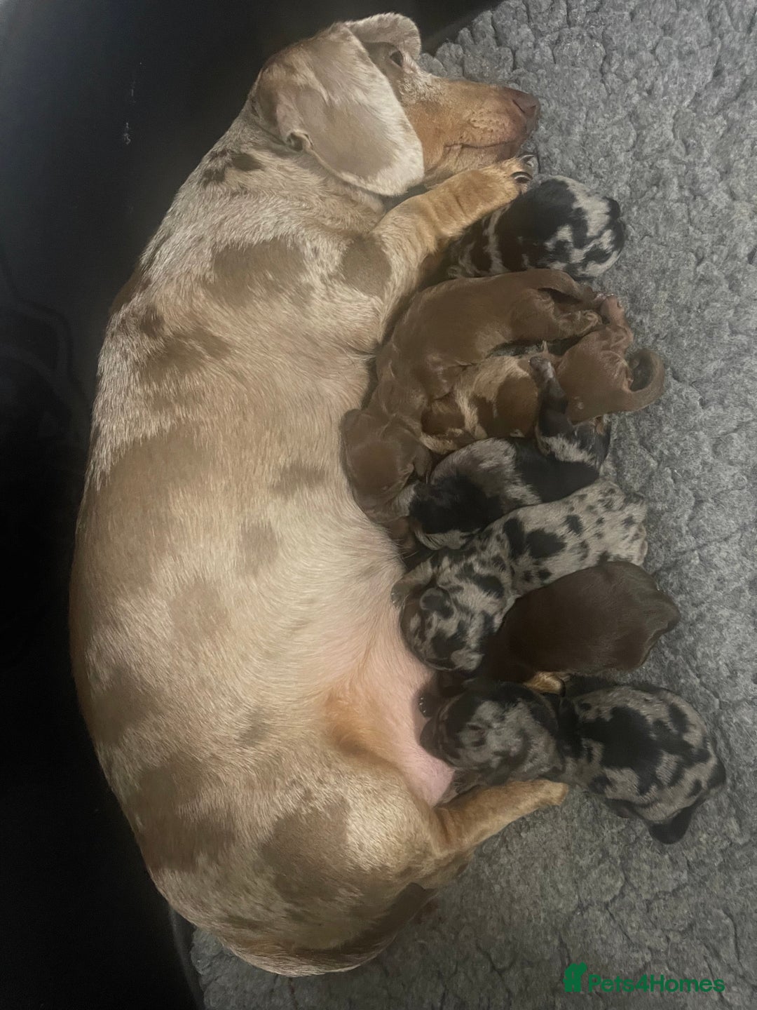 Dachshund dogs for sale: 🐶 Ready to leave 🐶 - Advert 3