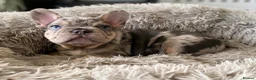 French Bulldog dogs for sale: TOP QUALITY FRENCH BULLDOG PUPPIES - Advert 32