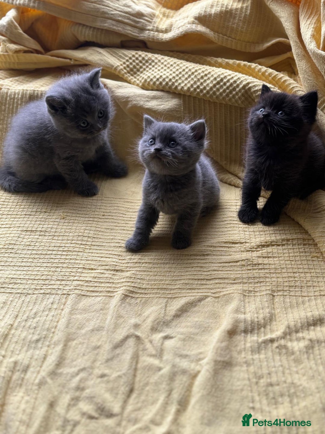 British Shorthair cats for sale:  🐾 BSH Blue,Chocolate& Tabby– Whiskers Kittens 🐾 - Image 9