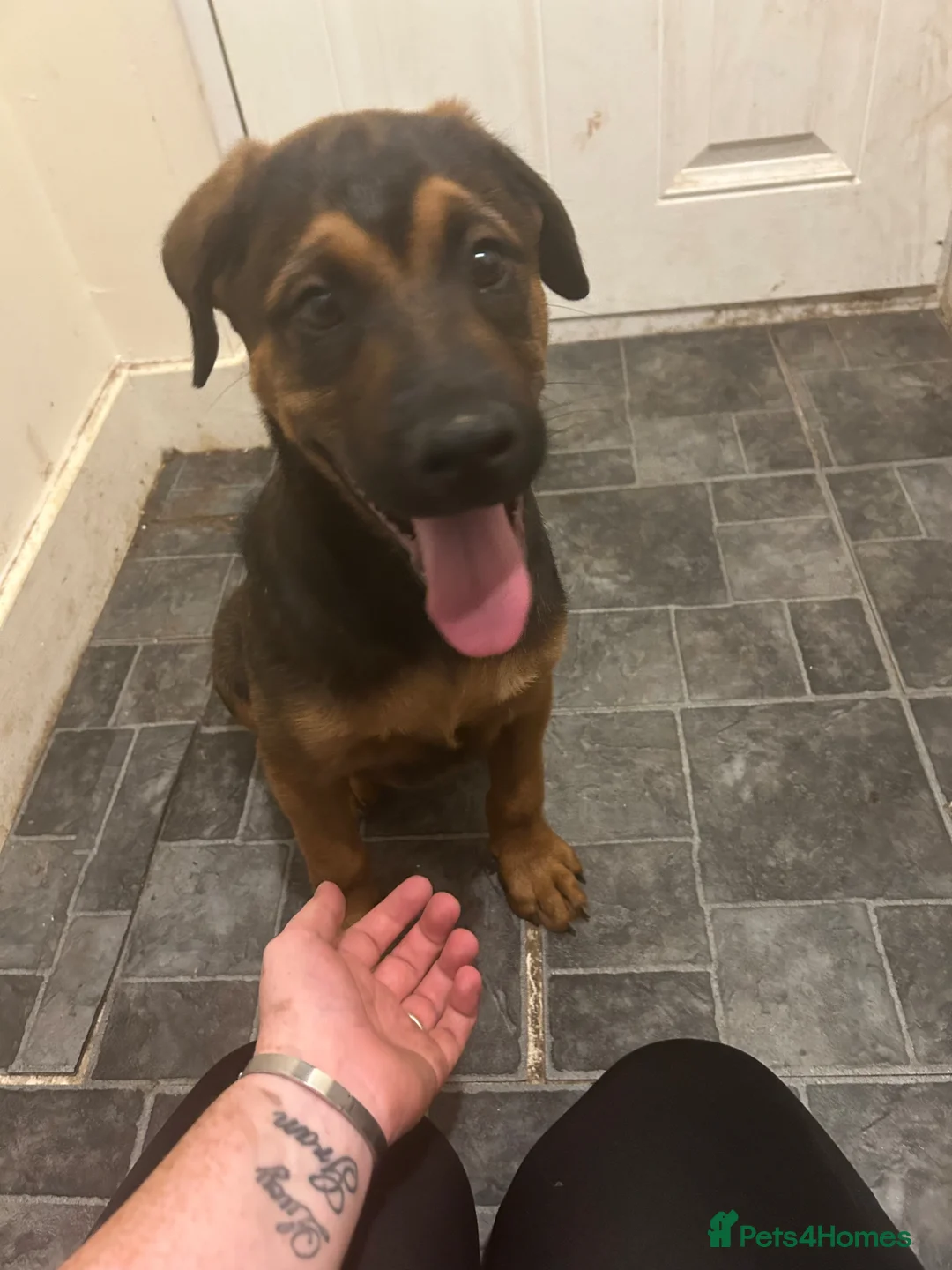 Mixed Breed dogs for sale: Rocky  - Advert 2