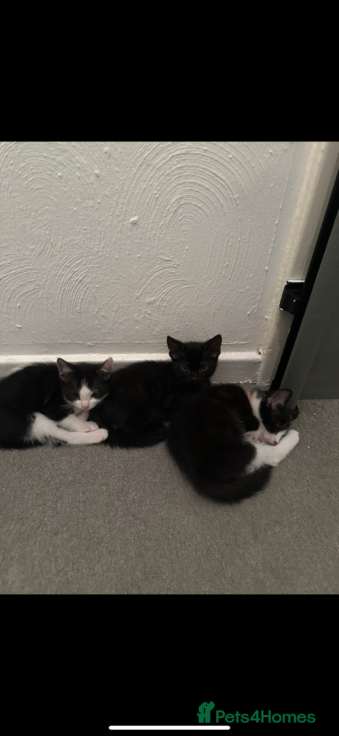 Mixed Breed cats for sale: Gorgeous kittens, 1 male, 1 female - Advert 4