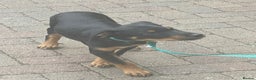 Mixed Breed dogs for sale: Rottie cross border collie - Advert 3
