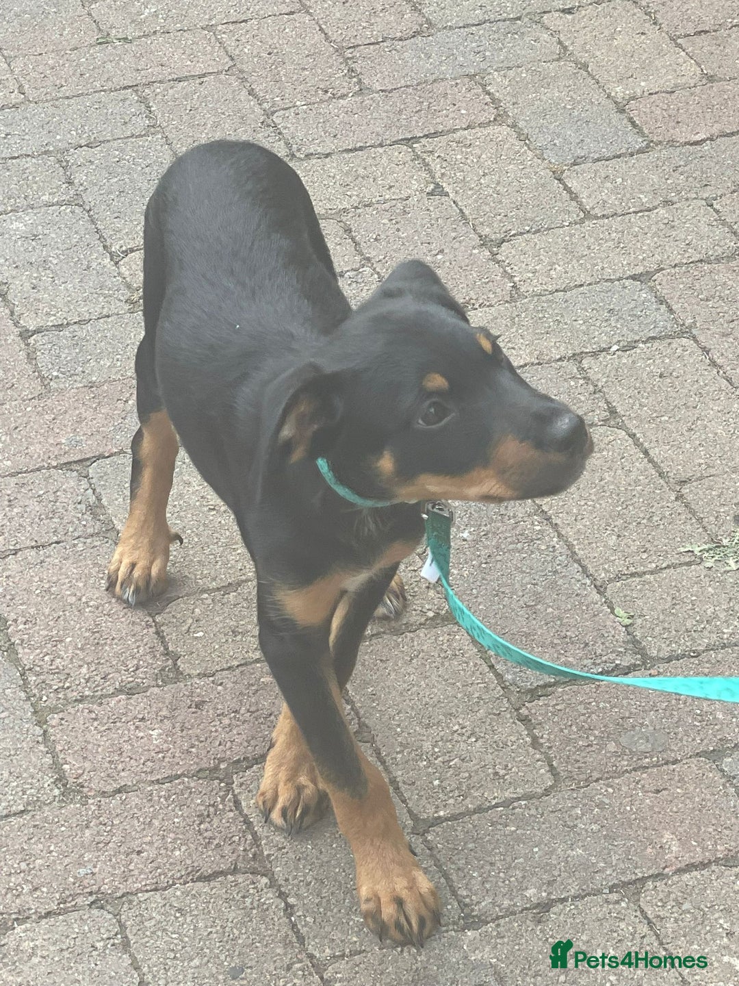 Mixed Breed dogs for sale: Rottie cross border collie - Advert 3