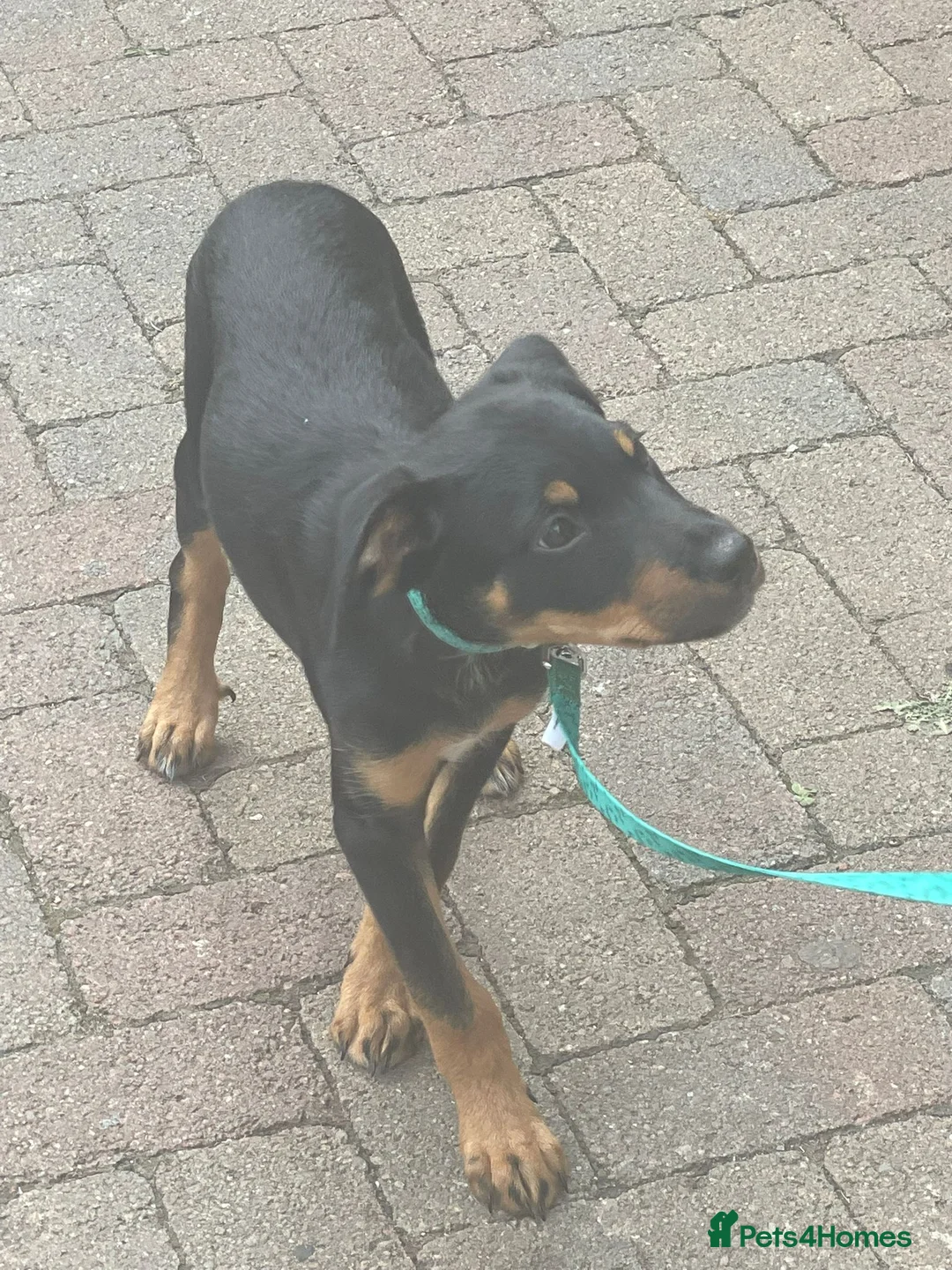 Mixed Breed dogs for sale: Rottie cross border collie - Advert 3
