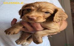 Cocker Spaniel dogs for sale: Beautiful cocker spaniels  - Image 6