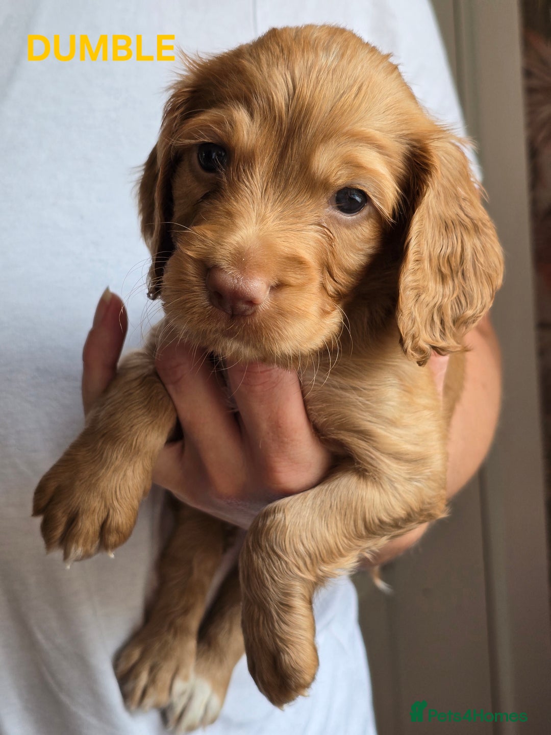 Cocker Spaniel dogs for sale: Beautiful cocker spaniels  - Image 6