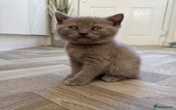 British Shorthair cats for sale: British shorthair kittens - Image 15