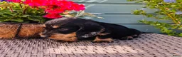 Dachshund dogs for sale: 🐾🌿 KC Registered Teckel Dachshund Litter 🌿🐾 - Advert 18