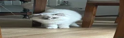 Ragdoll cats for sale: Regdoolll - a beautiful boy - Advert 7