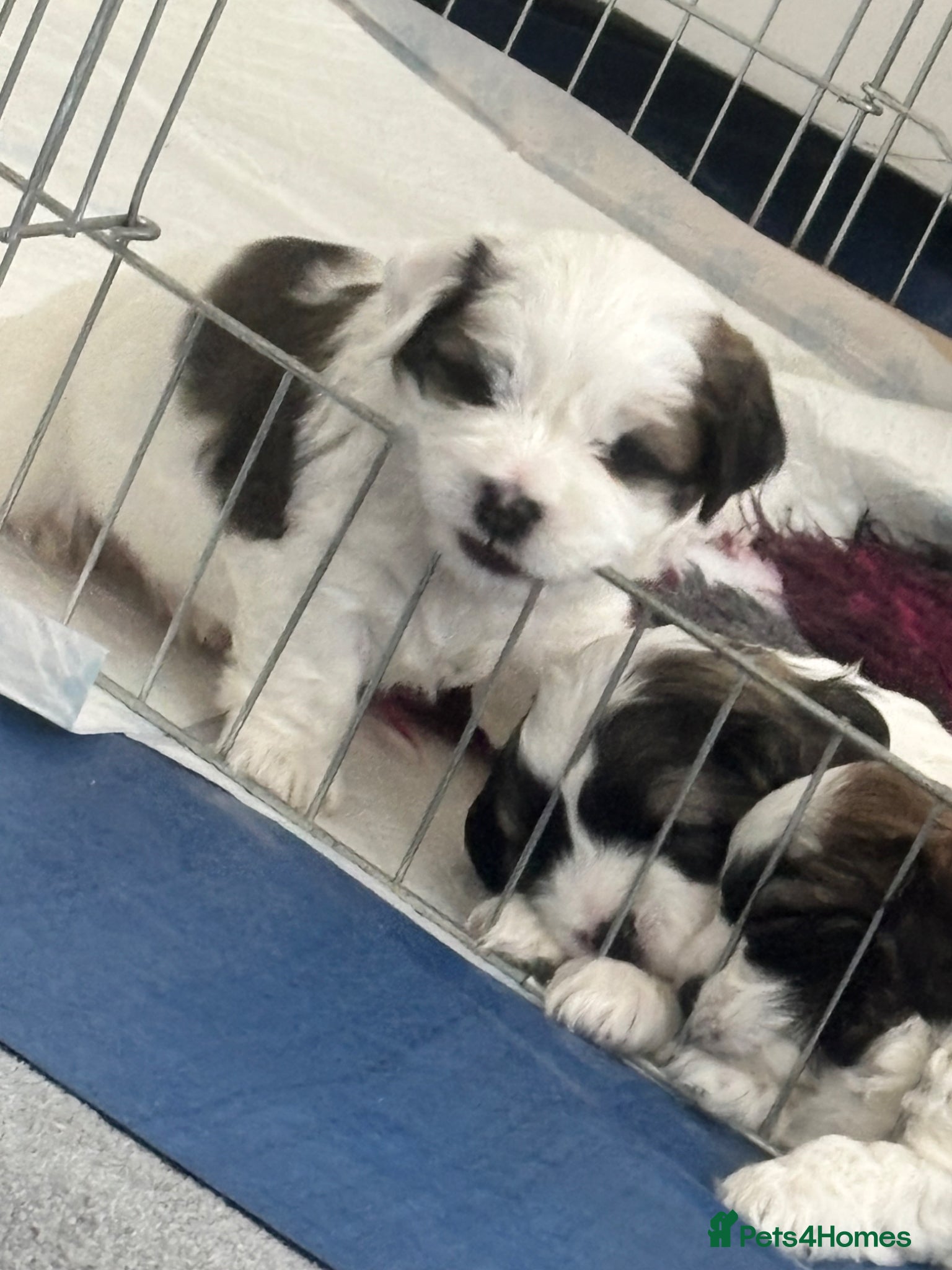 Zuchon dogs 2 gorgeous zuchon pups  - Advert 6