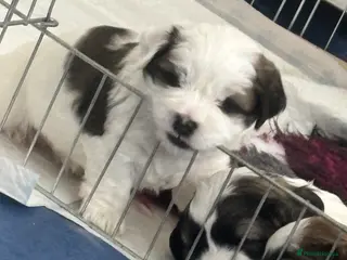 Zuchon dogs 2 gorgeous zuchon pups - Advert 6