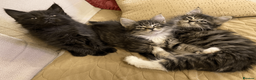 Maine Coon cats for sale: Maine Coon Absolutely Beautiful Kittens For Sale  in London - Advert 5