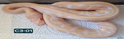 Mixed Breed reptiles for sale: Various royals available - Advert 1