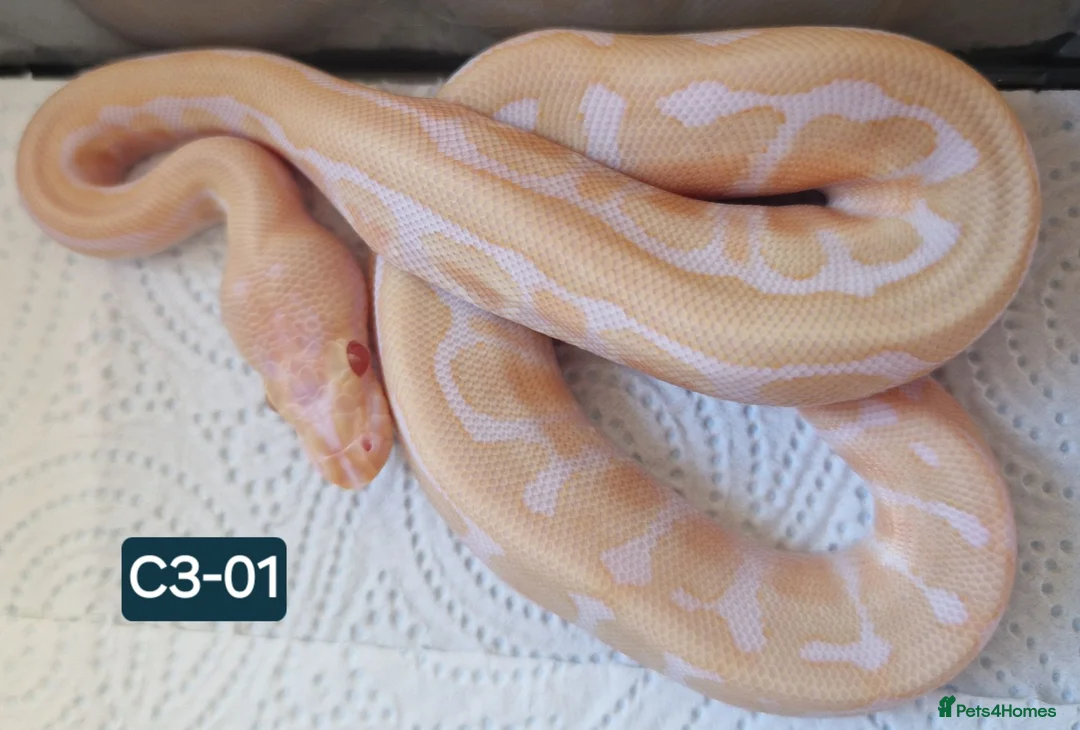 Mixed Breed reptiles for sale: Various royals available - Advert 1