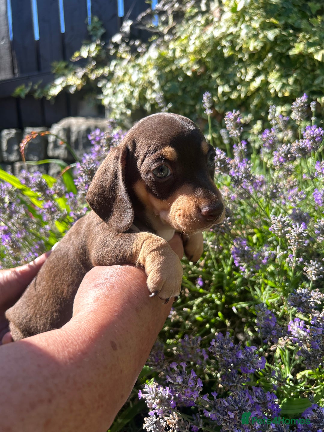 Miniature Dachshund dogs for sale: Miniature Dachshund Puppies  - Image 2