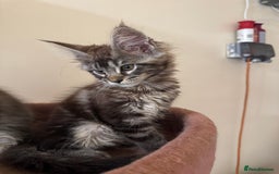 Maine Coon cats for sale: Beautiful GCCF kittens various colours - Image 12
