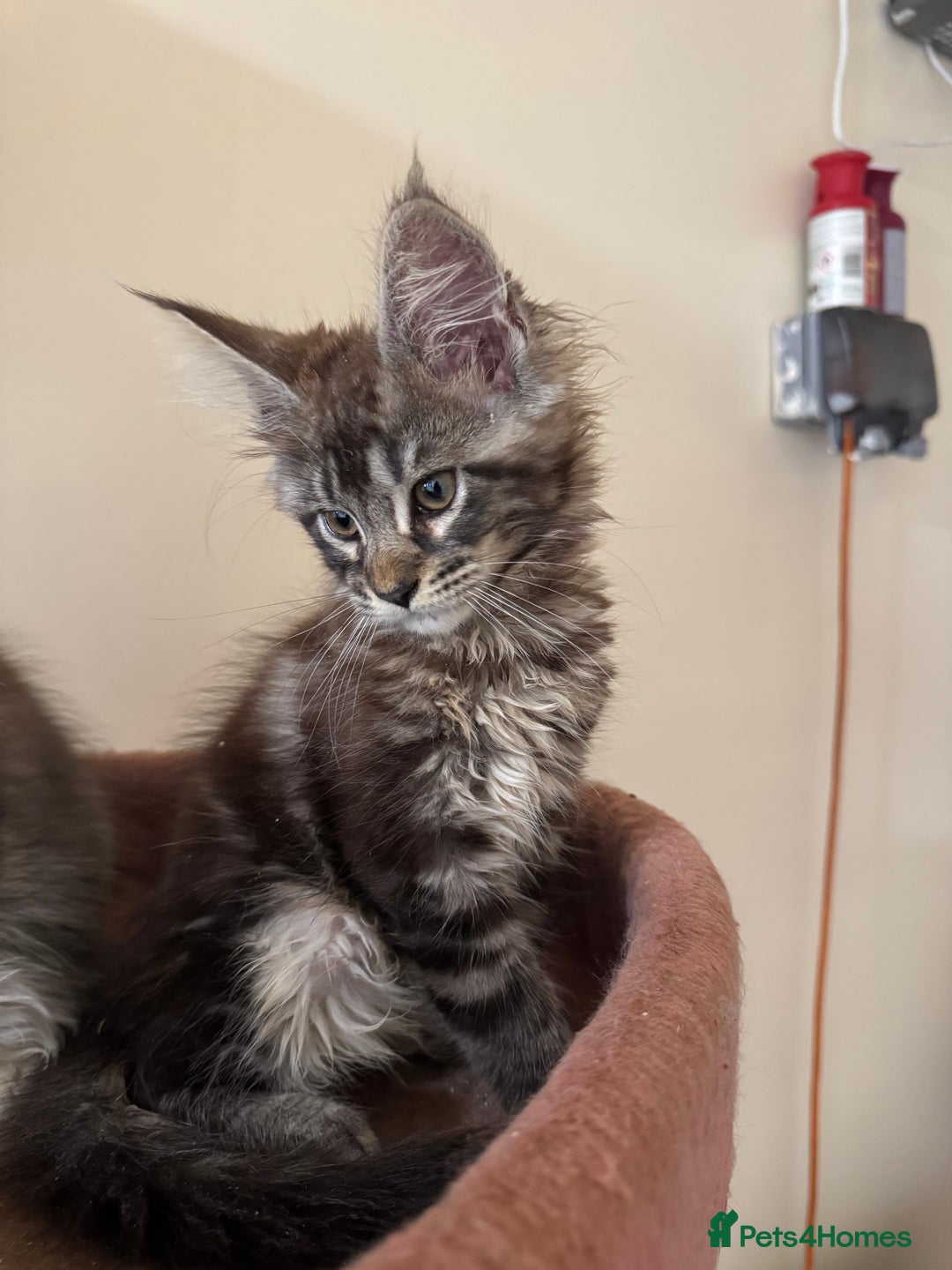 Maine Coon cats for sale: Beautiful GCCF kittens various colours - Image 12