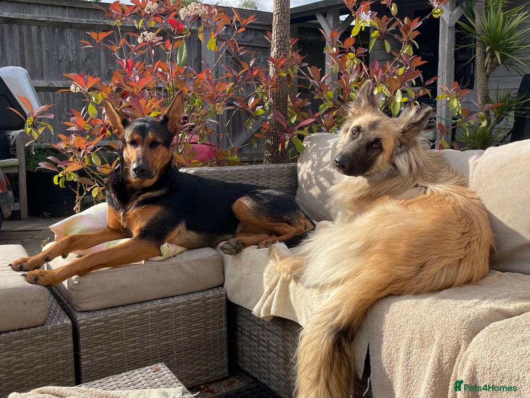 Mixed Breed dogs for sale: Beautiful Inca & handsome Nanuq  - Image 5
