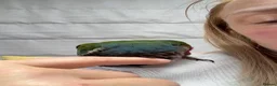 Conures birds for sale: Silly Tame Crimsonbellied Conure - Advert 2
