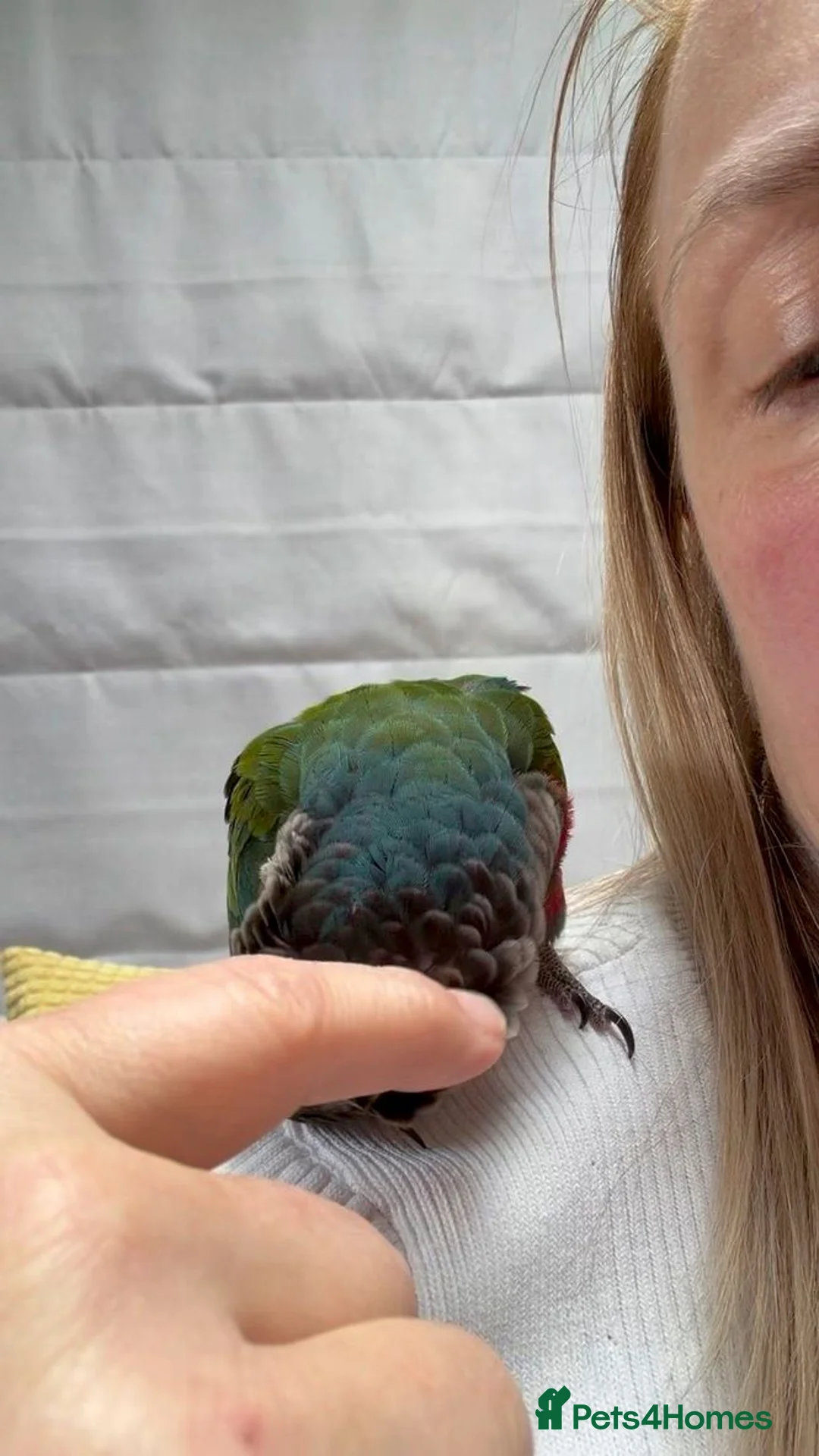 Conures birds for sale: Silly Tame Crimsonbellied Conure - Advert 2