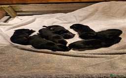 Labrador Retriever dogs for sale: Beautiful  black labrador puppies  - Image 2