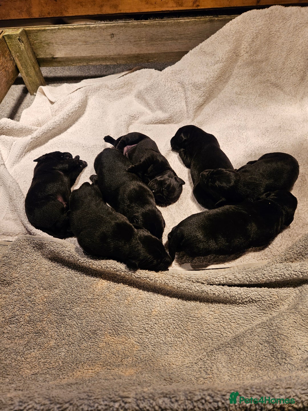 Labrador Retriever dogs for sale: Beautiful  black labrador puppies  - Image 2