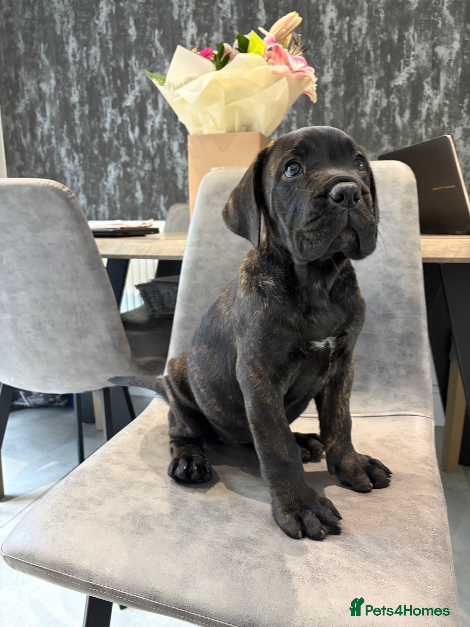 Cane Corso dogs Ready now exceptional Cane Corso puppies   - Advert 1