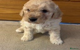 Cockapoo dogs for sale: Cockapoo Puppies – Well Socialised and beautiful  - Advert 21