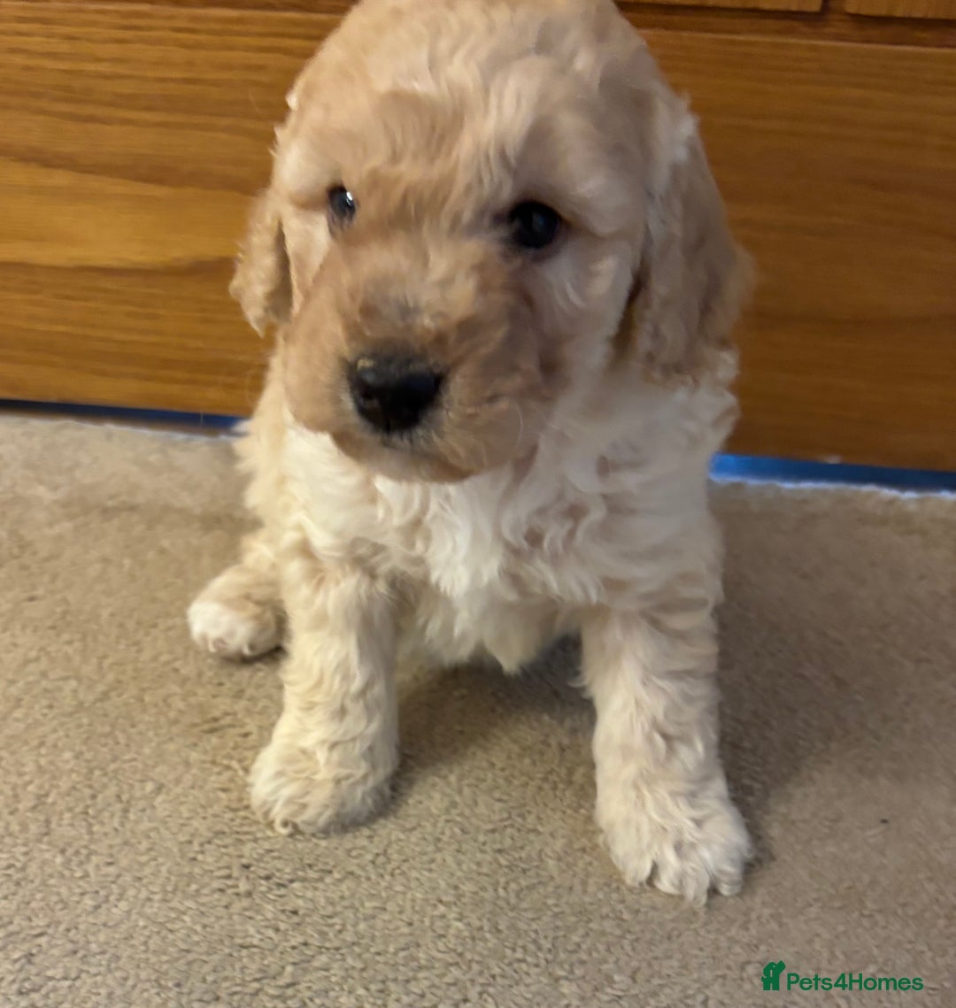 Cockapoo dogs for sale: Cockapoo Puppies – Well Socialised and beautiful  - Advert 21