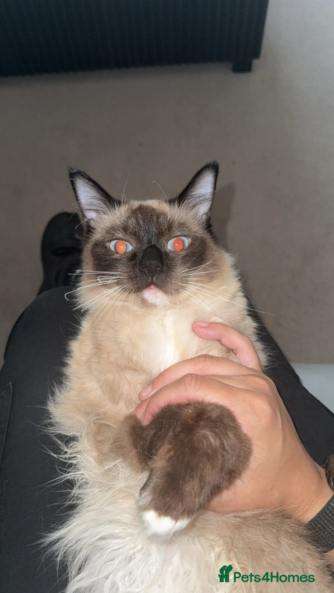Ragdoll cats for sale: 3 year old ragdoll  in Chester-le-Street - Advert 6