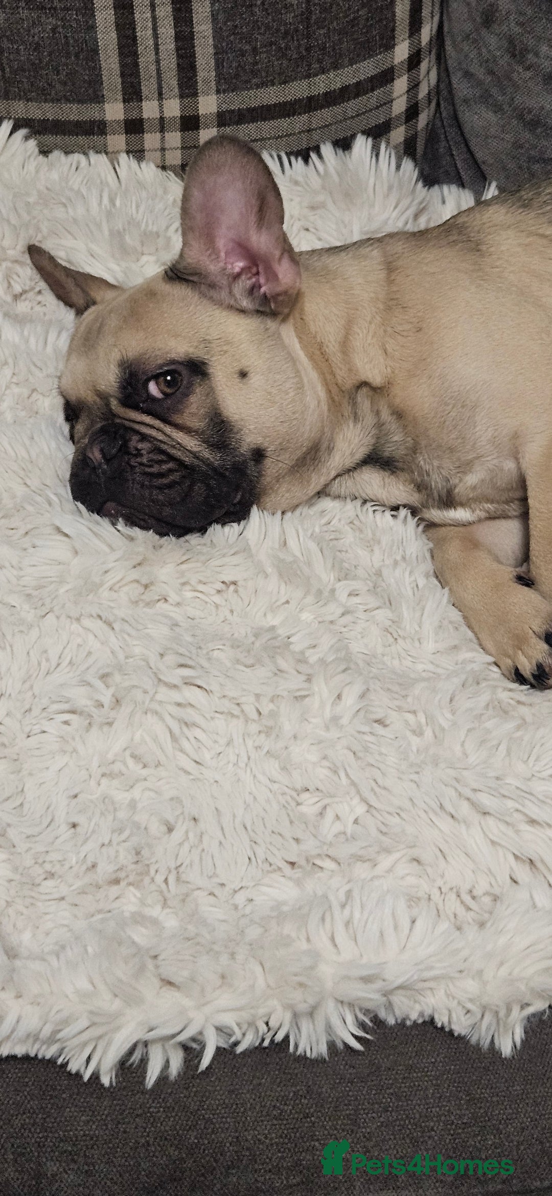 Mixed Breed dogs for sale: 15 month old French bulldog - Advert 8