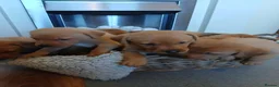 Labrador Retriever dogs for sale: Fox red labrador puppies  - Advert 3