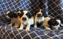 Cockapoo dogs for sale: Cockapoo puppies ready to be reserved  - Image 8